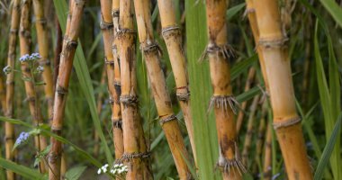 Taze Şeker kamışı görünümü