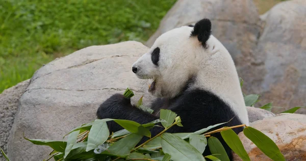 Panda Hayvanat Bahçesinde Bambu Yemek — Stok fotoğraf