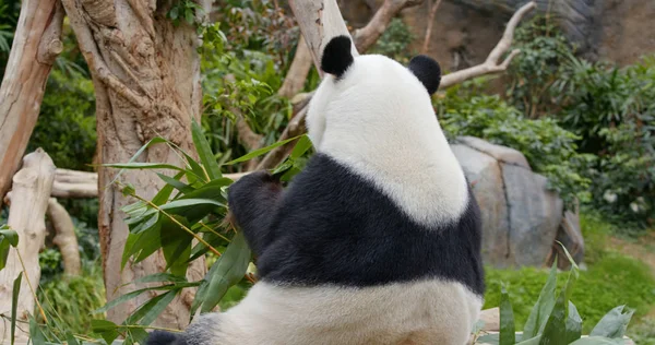 パンダは緑竹を食べる — ストック写真