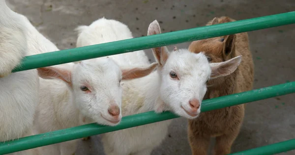 Söt Liten Fårfarm — Stockfoto