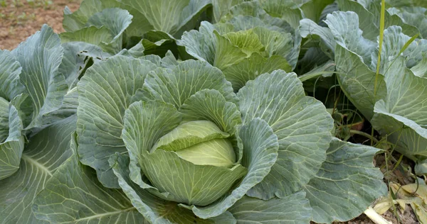Fresh Green Cabbage Farm — Stock Photo, Image