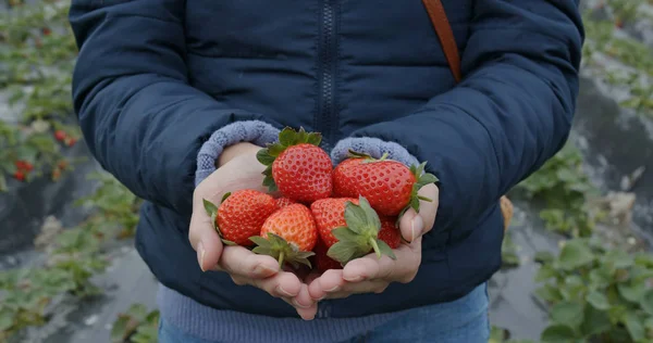 Kvinna Anläggning Färska Jordgubbar — Stockfoto