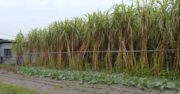 Sugar cane farm view