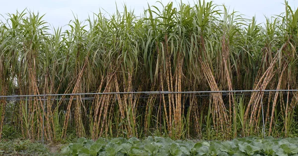 Fresh Sugar cane farm