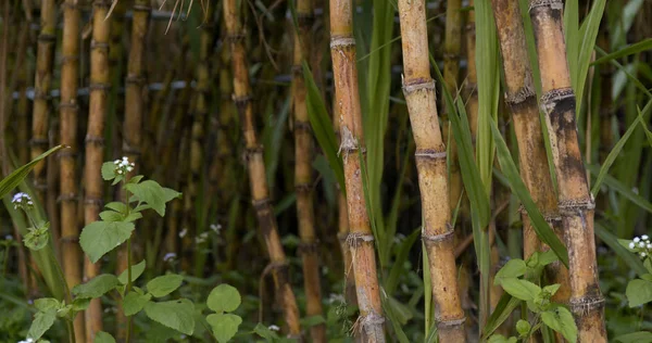 Sugar Cane Farm View — Stock Photo, Image