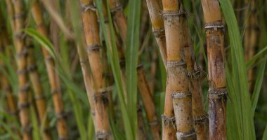 Şeker kamışı tarlası