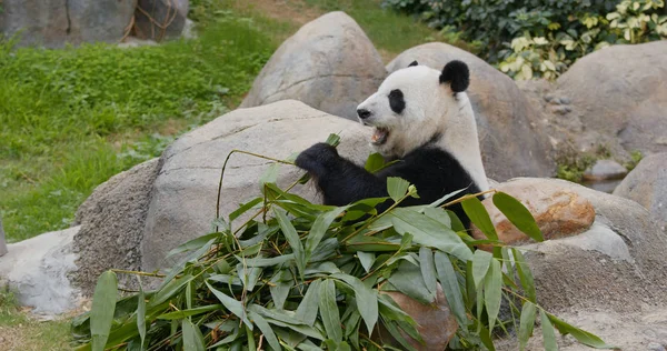 パンダは動物園で緑竹を食べる — ストック写真