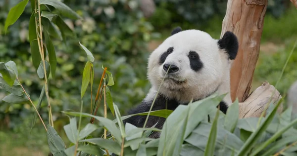 Panda Jeść Bambus Zoo — Zdjęcie stockowe