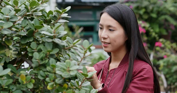 Woman Look Potted Plant — Stock Photo, Image