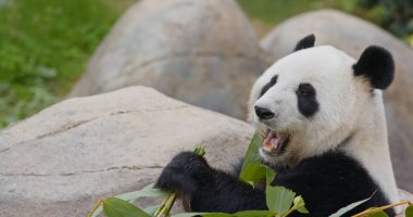 Tatlı panda bambu yer.