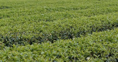 Yeşil çay alanı görünümü