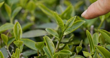 Küçük böcekli yeşil çay yaprakları