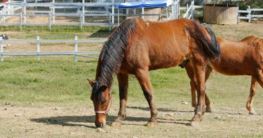 Wild horses grazing in the farm