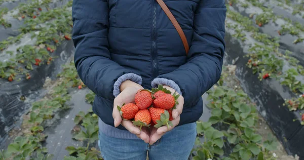 Femme Tenir Fraise Dans Ferme — Photo