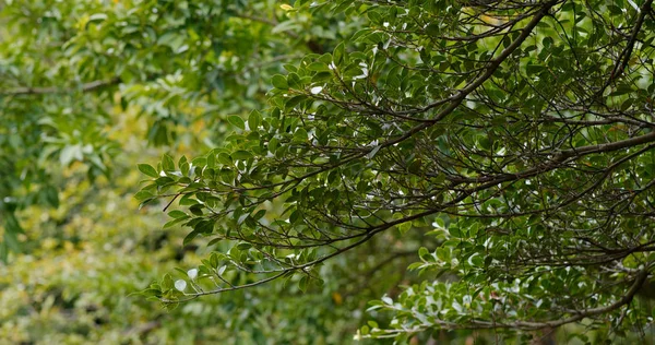Zelený Strom Rostlin Lese — Stock fotografie