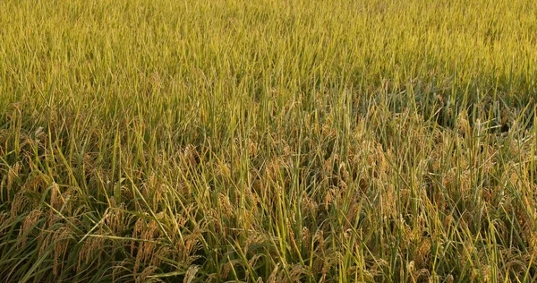 Campo Arroz Atardecer — Foto de Stock