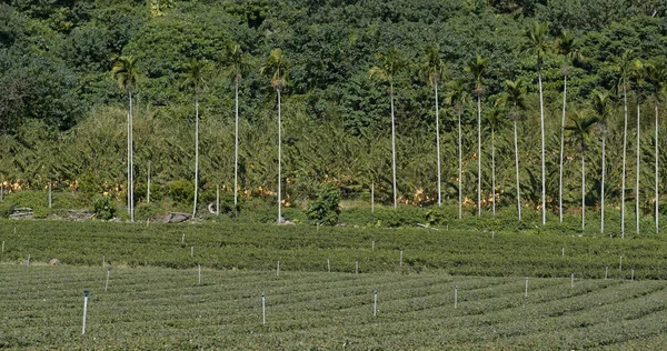 Green Tea Meadow View — Stock Photo, Image