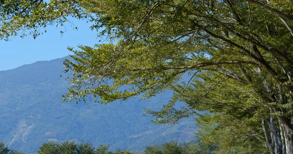 Green Plant Tree Blue Sky — Stock Photo, Image