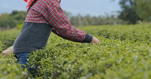 Mujer Trabaja Plantación Verde — Foto de Stock