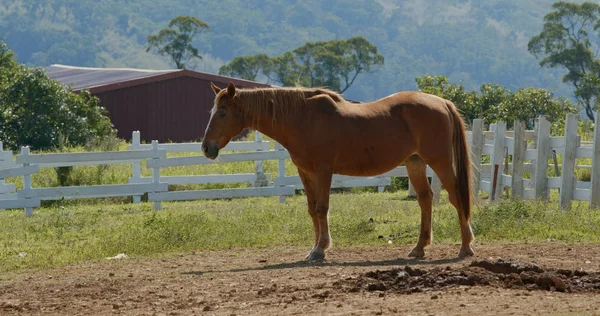 Wild Horse Grazing Farm — Stok fotoğraf