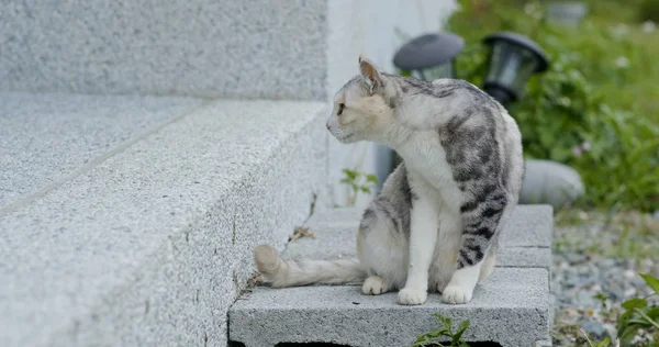 Krásná Kočka Zahradě Která Dívá Někam — Stock fotografie