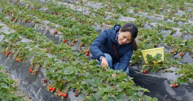 Woman pick strawberry in the field