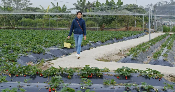 Woman Pick Strawberry Farm — ストック写真