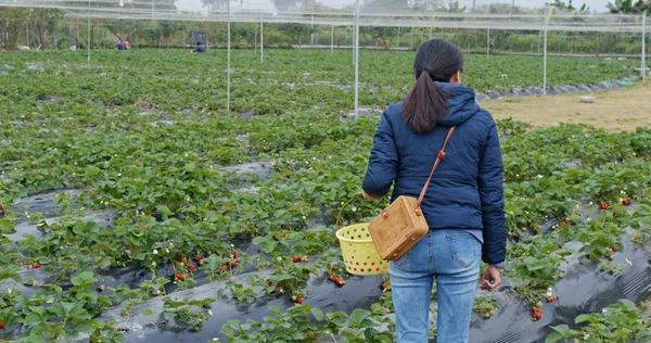 Woman Finding Strawberry Farm — Stockfoto