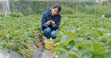 Woman pick up strawberry in the farm
