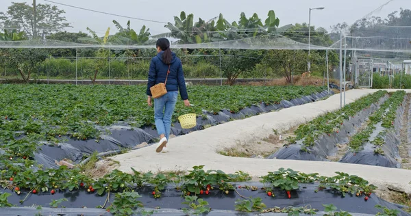 Woman Cut Strawberry Farm — ストック写真