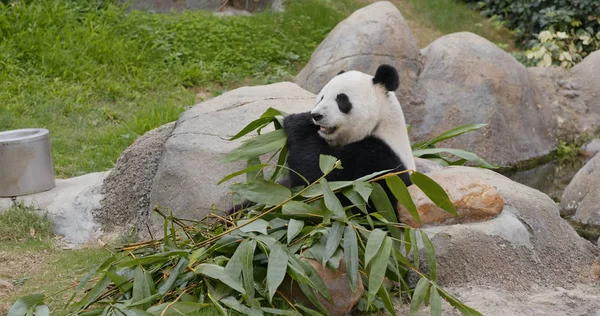 Panda Hayvanat Bahçesinde Bambu Yiyor — Stok fotoğraf