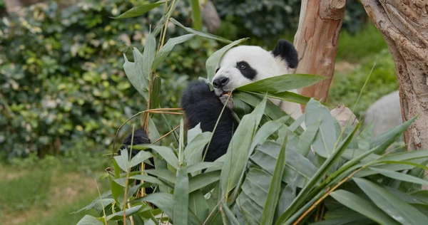 Panda Hayvanat Bahçesi Parkında Yeşil Bambu Yiyor — Stok fotoğraf