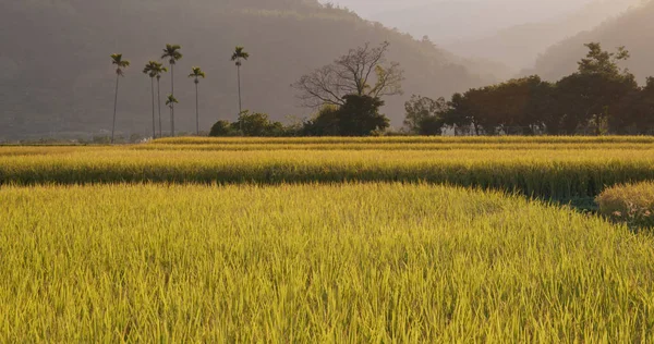 Campo Arroz Fresco Atardecer —  Fotos de Stock