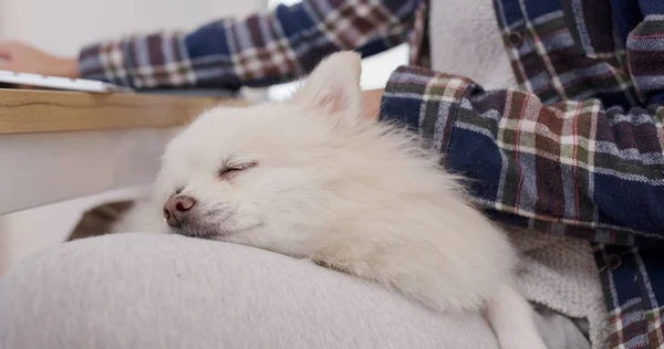 Wanita Bekerja Komputer Anjing Pomeranian Nya Tidur Kakinya — Stok Foto