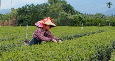 Kadın iş yerinde çay çiftlik