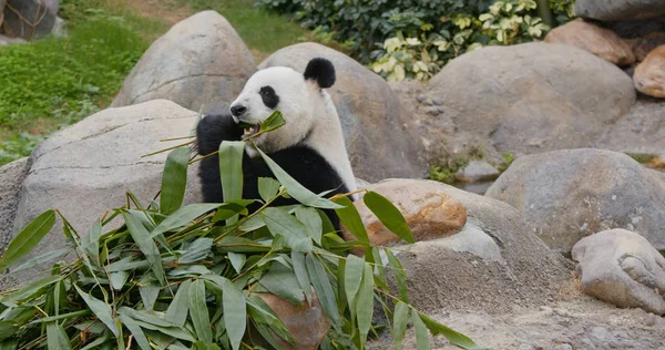 Lindo Panda Comer Bambú Verde —  Fotos de Stock