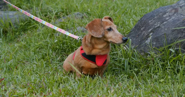 Dachshund Yeşil Parkta Dışarı Çıkmak — Stok fotoğraf