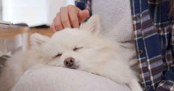 Anjing Pomeranian Tidur Kaki Wanita — Stok Foto