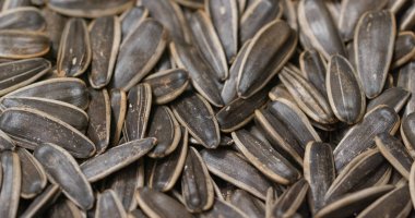 Ayçiçeği tohumu yığını yakın