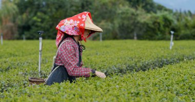 Kadın iş yerinde çay çiftlik
