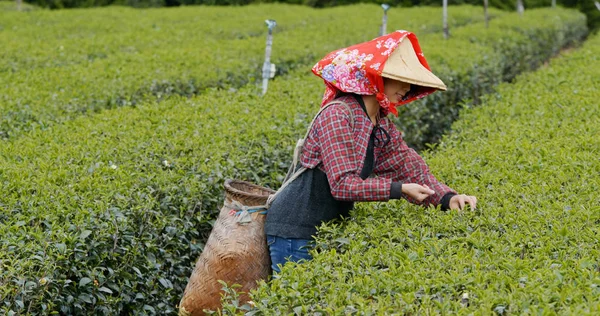 Mulher Escolher Folhas Chá Verde Fazenda — Fotografia de Stock