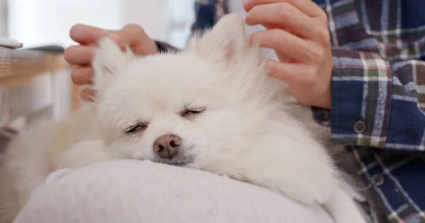 Pomerania Perro Dormir Mujer Piernas — Foto de Stock