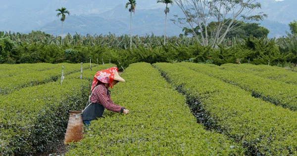 Mulher Escolher Folhas Chá Verde Fazenda — Fotografia de Stock