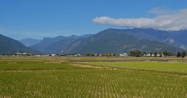 Chishang Pirinç Tarlası — Stok fotoğraf