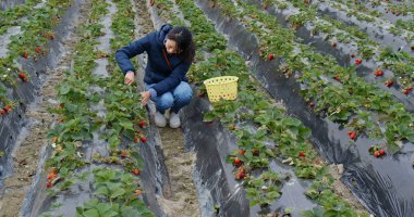 Woman pick strawberry in the farm