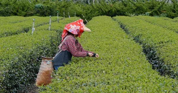 Mulher Trabalha Fazenda Chá — Fotografia de Stock
