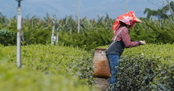 女性選ぶ茶葉ティー ガーデン — ストック写真