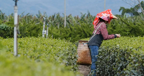 Donna Raccogliere Foglie Nel Giardino Del — Foto Stock