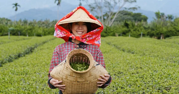 Mulher Feliz Segurando Colheita Fazenda Chá — Fotografia de Stock