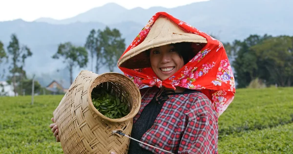 Happy Woman Holding Harvest Green Tea — Stock Photo, Image